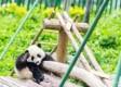 六万尾水中大熊猫放流淡水湖，生态修复的绿色行动