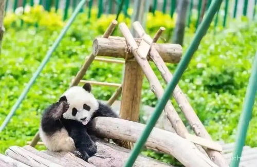 六万尾水中大熊猫放流淡水湖，生态修复的绿色行动