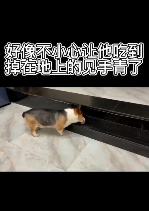 见手青中毒，一次误食引发的生命警醒