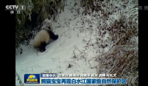 红外相机捕捉，大熊猫母子出游，自然与母爱的温馨瞬间